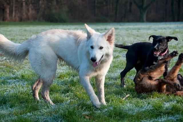 Fotos/VervolgI-nest/vervolg/Inka/Inak_8_maanden_8_comp[1].jpg
